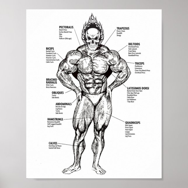 Affiche Muscle Chart And Exercise Guide - Bodybuilding Mot (Devant)