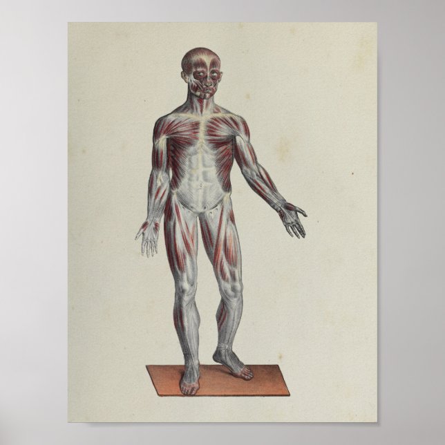 Affiche Muscle Fascia Anatomie Imprimer Antérieur (Devant)