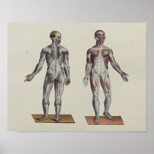 Affiche Muscle Fascia Anatomie Imprimer avant arrière