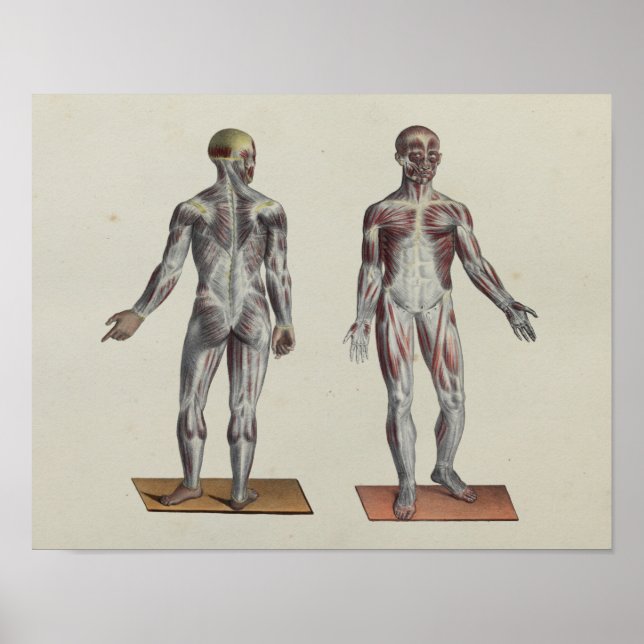 Affiche Muscle Fascia Anatomie Imprimer avant arrière (Devant)