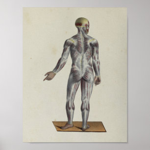 Affiche Muscle Fascia Anatomie Print Posterior