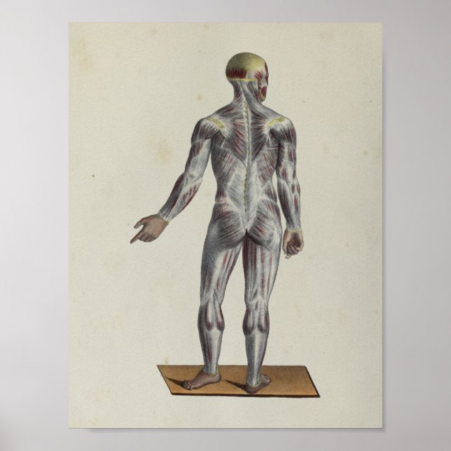 Affiche Muscle Fascia Anatomie Print Posterior (Devant)