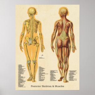 Affiche Muscle Skeleton Skeletal Anatomie Graphique Femme
