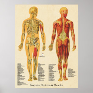 Affiche Muscle Squelette Skeletal Anatomie Graphique Poste