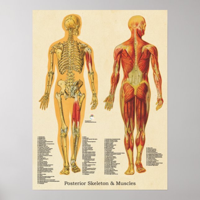 Affiche Muscle Squelette Skeletal Anatomie Graphique Poste (Devant)