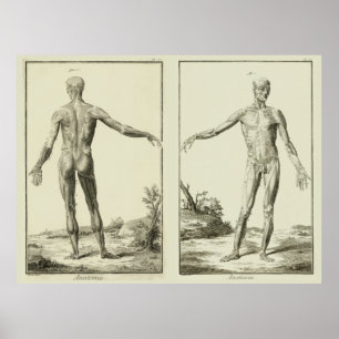 Affiche Muscles Anciens, Anatomie Humaine par Denis Didero