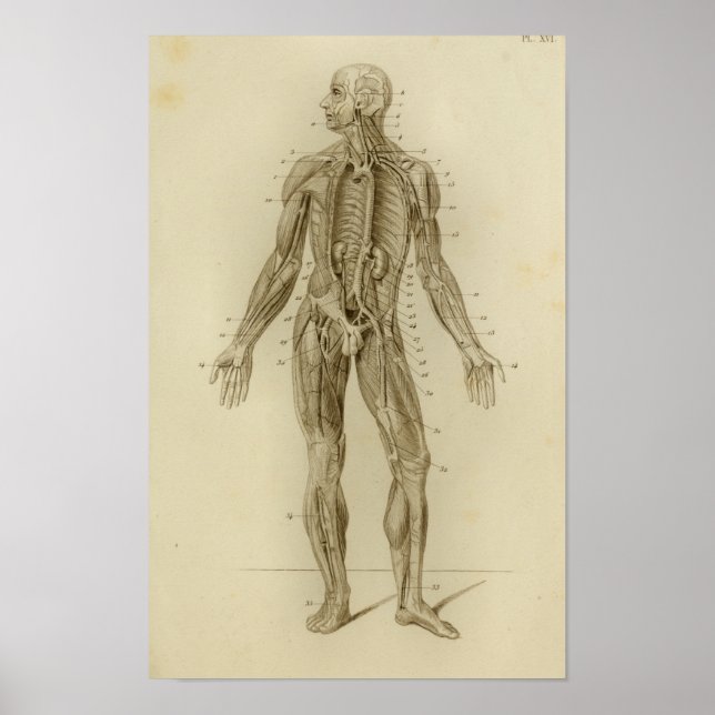 Affiche Muscles Artères Anatomie Imprimer Vintage (Devant)