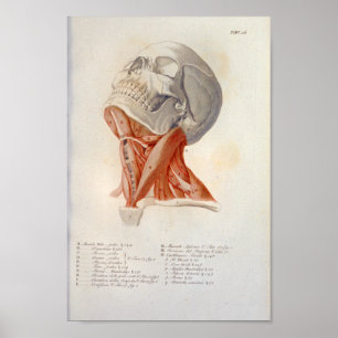 Affiche Muscles cites Anatomie du crâne Imprimer français