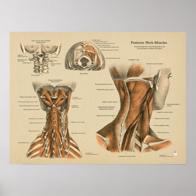 Affiche Muscles de colonne vertébrale du cou Chiropratique (Devant)