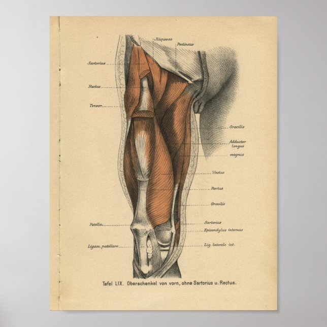 Affiche Muscles de jambe d'impression de l'anatomie humain (Devant)