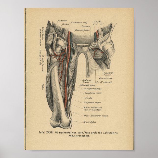 Affiche Muscles de jambe d'impression de l'anatomie humain (Devant)