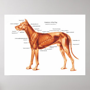 Affiche Muscles de l'affiche d'anatomie du chien