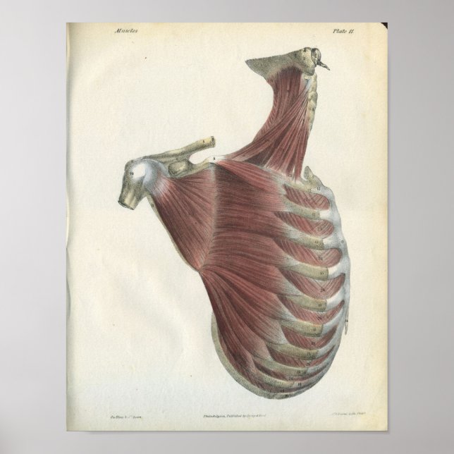 Affiche Muscles d'épaule à cou Anatomie Vintage Imprimer (Devant)
