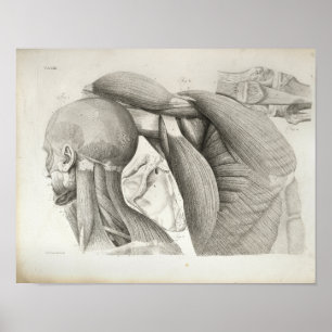 Affiche Muscles d'épaules d'antiquités Imprimé Médicale