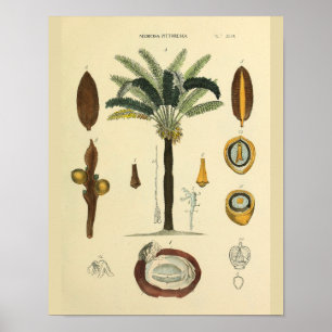 Affiche Muscles des yeux Palm Tree Anatomie Art Imprimer