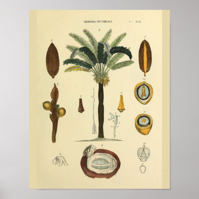 Affiche Muscles des yeux Palm Tree Anatomie Art Imprimer (Devant)