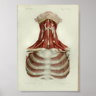 Affiche Muscles d'impression anatomiques Vintages de 1844