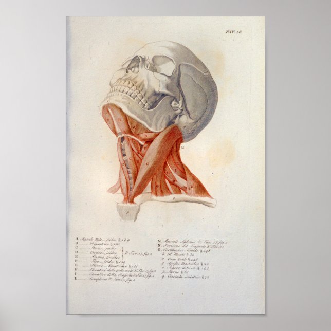 Affiche Muscles du cou Anatomie du crâne Imprimer Français (Devant)