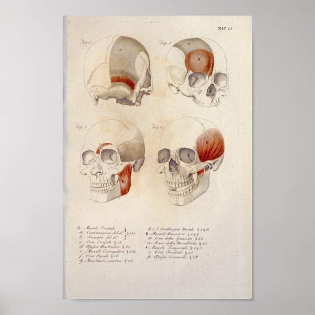 Affiche Muscles du crâne Anatomie de mâchoire Imprimer Fra (Devant)