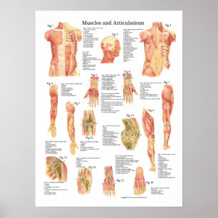 Affiche Muscles et Articulations Anatomie Graphique