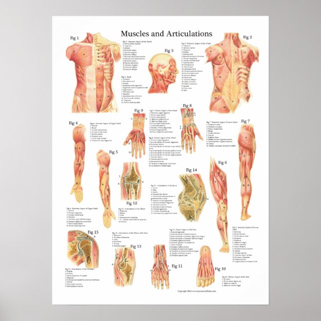 Affiche Muscles et Articulations Anatomie Graphique (Devant)
