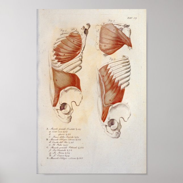 Affiche Muscles profonds Anatomie de l'abdomen de la poitr (Devant)