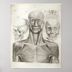 Affiche Muscles vintages Anatomie du crâne Imprimer 1716