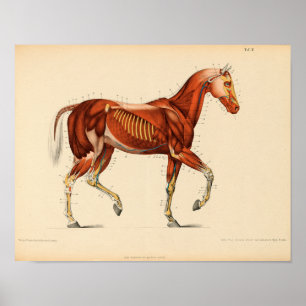 Affiche Muscles Vintages d'anatomie du cheval