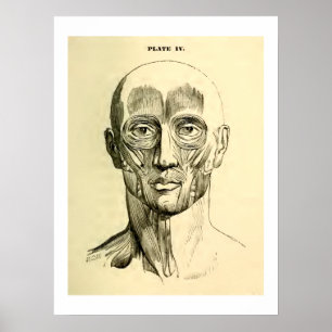 Affiche Muscles vintages de l'anatomie   du visage (circa