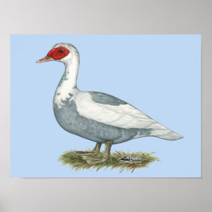 Affiche Muscovy Blue pied Duck