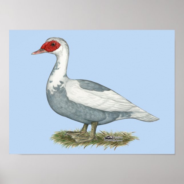 Affiche Muscovy Blue pied Duck (Devant)