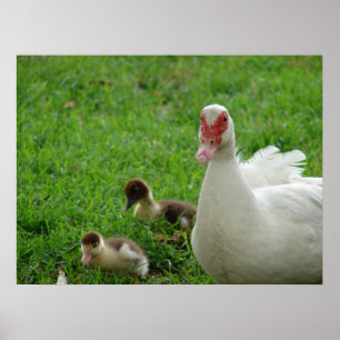 Affiche Muscovy Hen Et Canettes