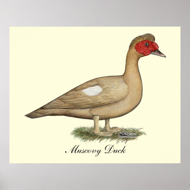 Affiche Muscovy light chocolate drake (Devant)