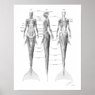 Affiche Musculature de Sirène