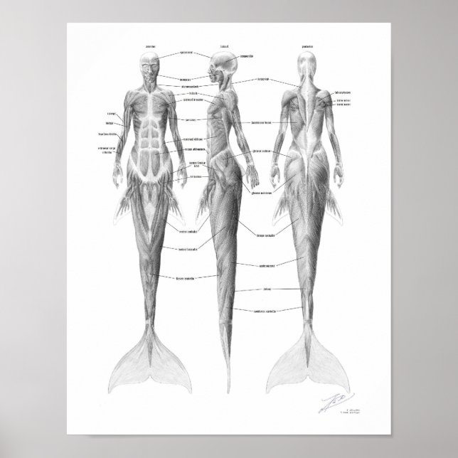 Affiche Musculature de Sirène (Devant)
