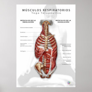 Affiche Músculos Respiratorios