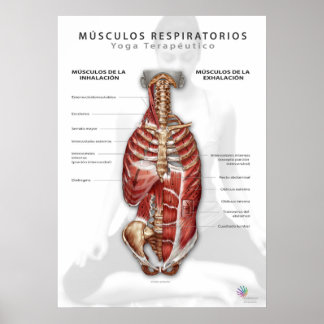 Affiche Músculos Respiratorios