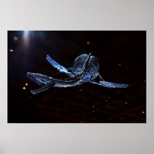 Affiche Musée des sciences naturelles de Houston