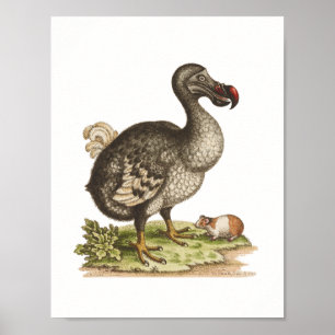 Affiche Musée d'histoire naturelle-Dodo-Extinct-Oiseau Pos