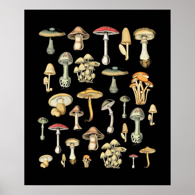 Affiche Mushroom (Devant)