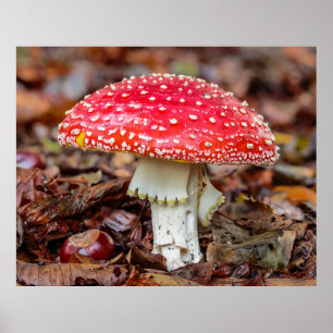 Affiche Mushroom Flying Agaric ou Fly Amanita Muscaria