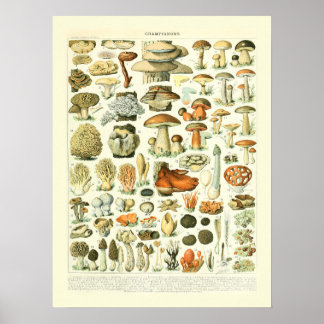 Affiche Mushroom Science Illustration - Adolphe Millot