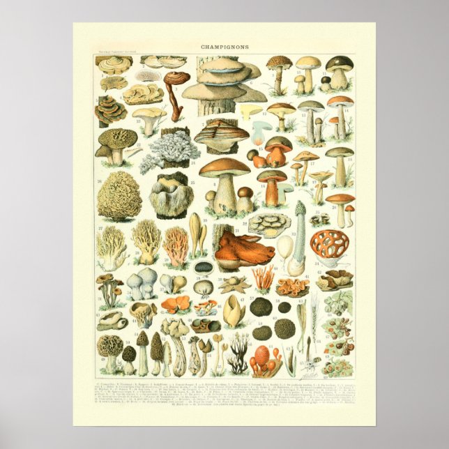 Affiche Mushroom Science Illustration - Adolphe Millot (Devant)