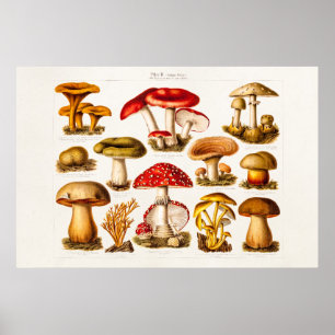 Affiche Mushrooms de la variety rouge