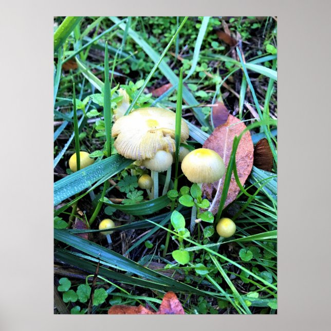 Affiche Mushrooms de l'Oregon (Devant)