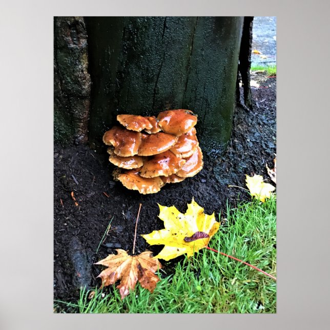 Affiche Mushrooms on a tree, Oregon (Devant)