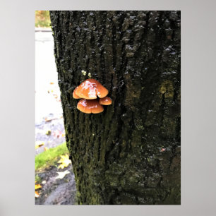 Affiche Mushrooms on a tree, Oregon