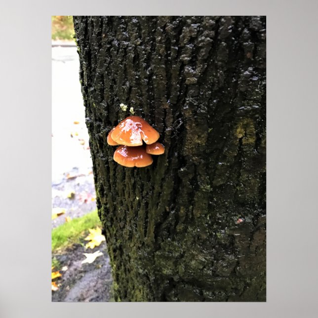 Affiche Mushrooms on a tree, Oregon (Devant)