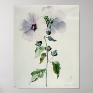 Affiche Musk Mallow, 18ème siècle