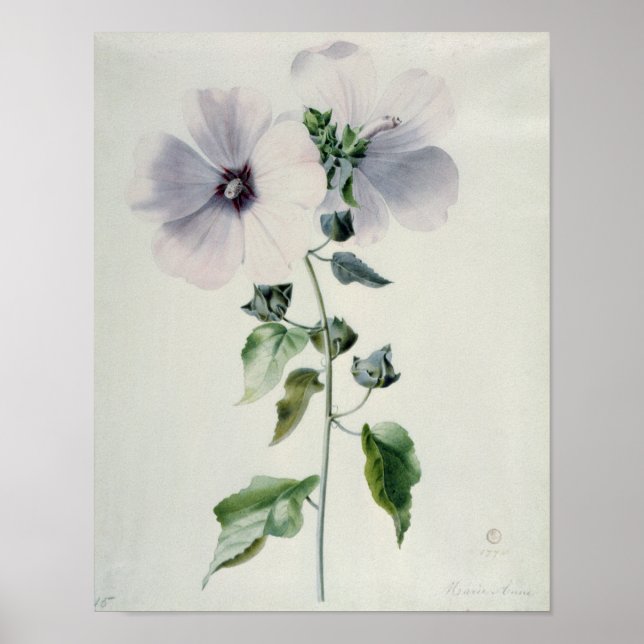 Affiche Musk Mallow, 18ème siècle (Devant)